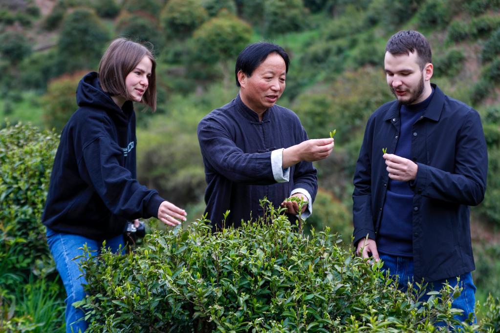 中国故事｜祁门红茶香飘世界(图4)