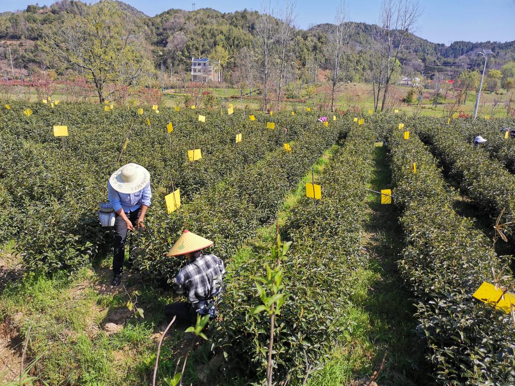 中国故事｜祁门红茶香飘世界(图6)