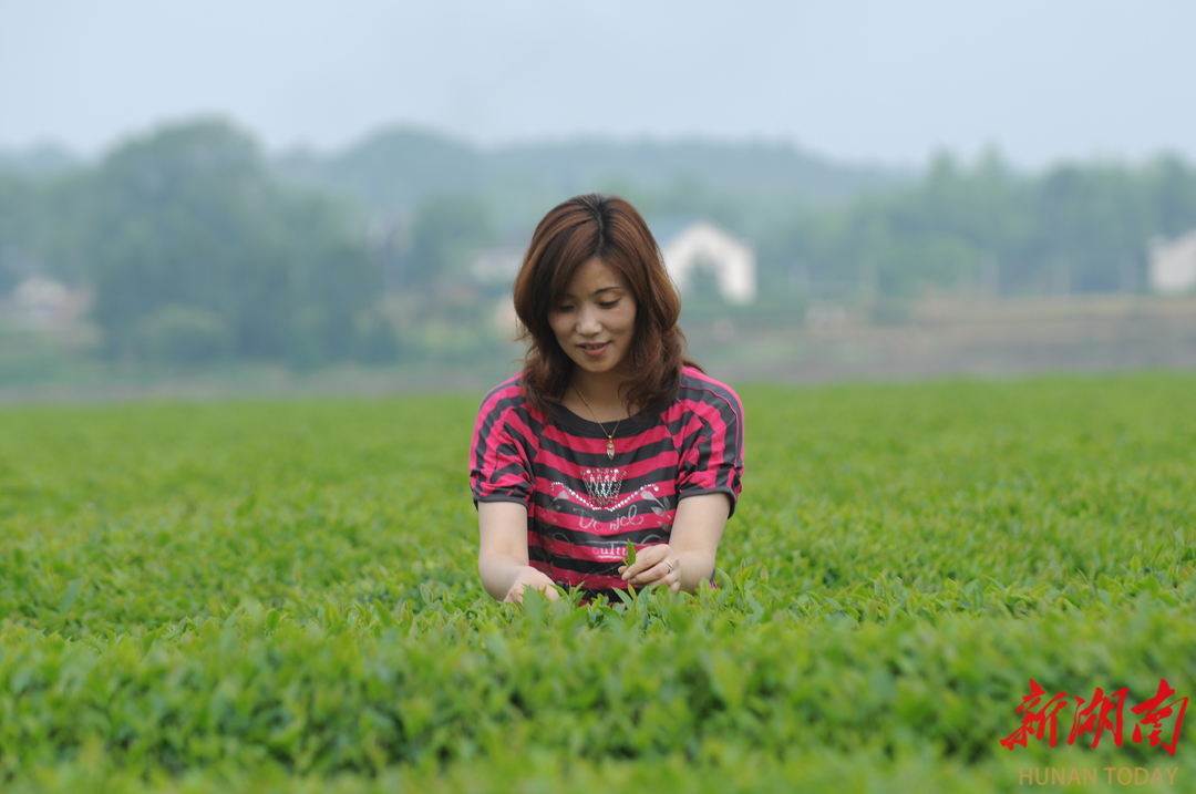 湖南日报｜30年只为黄茶香溢远(图1)