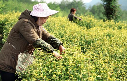 “天台黄茶”走出共同富裕新路(图1)