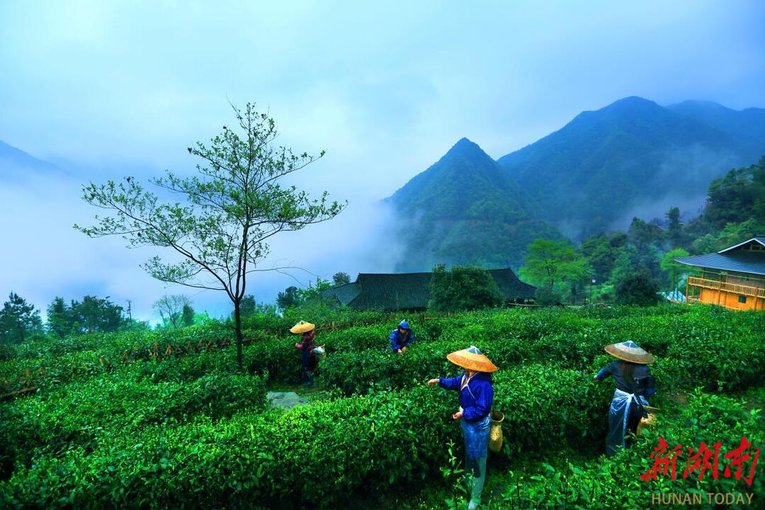 视频举杯共品“新化红茶”(图3)