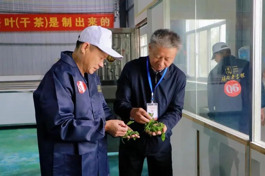 第四届岳阳黄茶制茶师大赛获奖名单出炉永巨茶业周保林获第一名(图3)