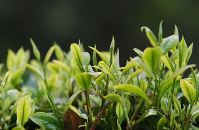 我国哪的红茶最好喝？经过评比5个地方榜上有名有你家乡的吗(图8)