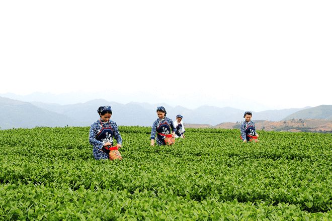 红茶不识桐木关喝遍红茶也枉然2(图1)