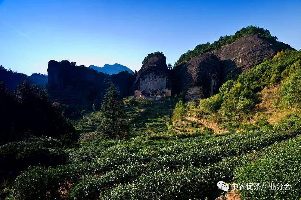 多彩茶乡丨世界乌龙茶、红茶发源地——福建武夷山市(图7)