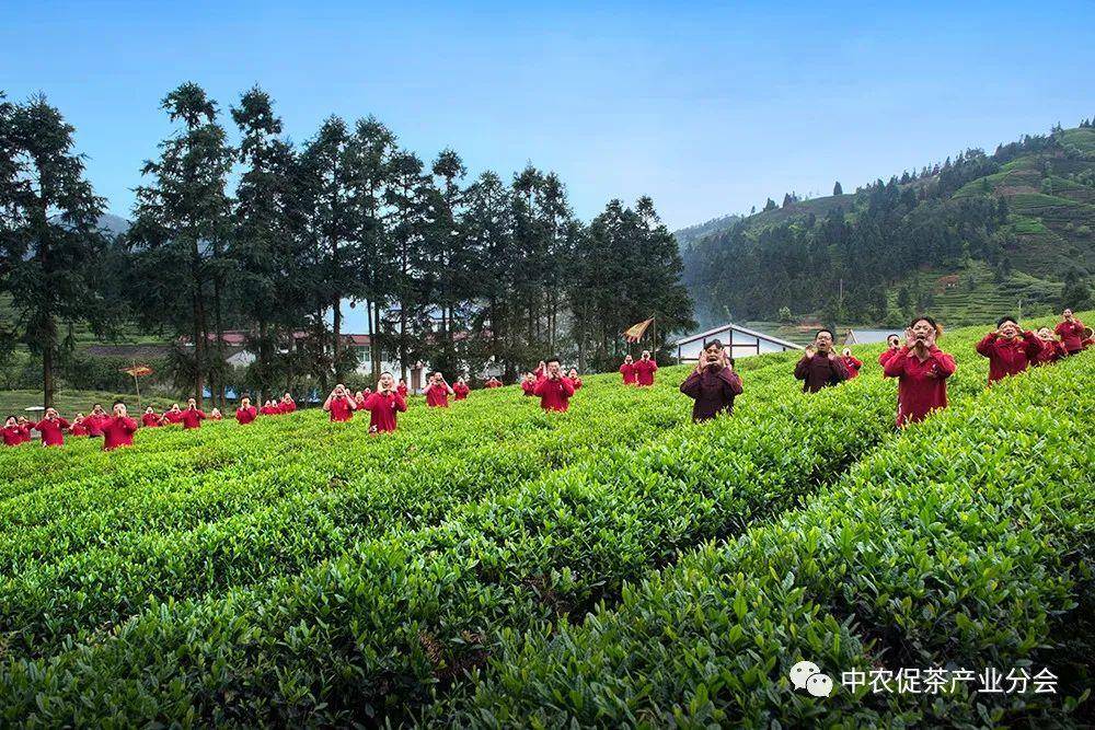 多彩茶乡丨世界乌龙茶、红茶发源地——福建武夷山市(图5)