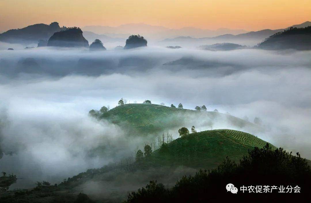 多彩茶乡丨世界乌龙茶、红茶发源地——福建武夷山市(图6)