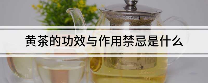 黄茶的功效与作用禁忌是什么(图1)