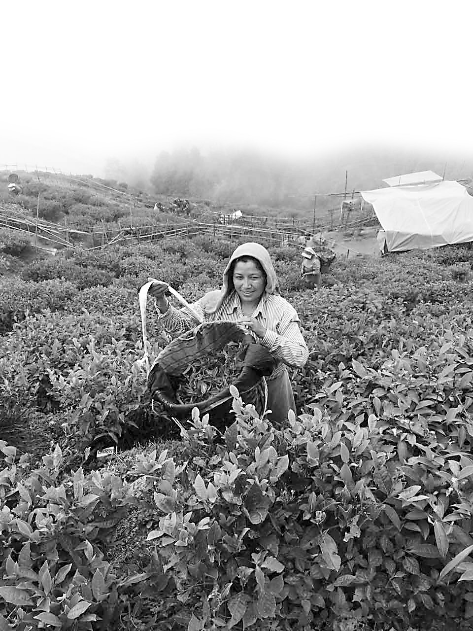 在“印度的鸡脖”探访大吉岭红茶(图2)