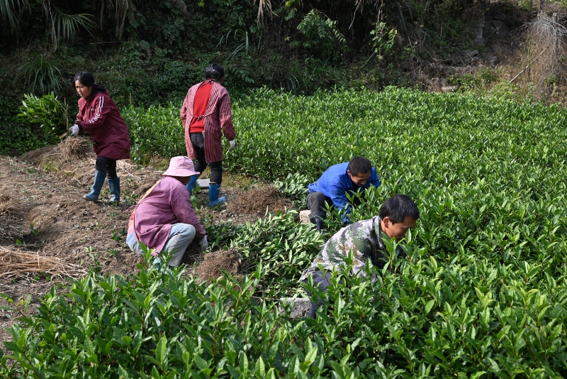 祁门县：茶乡春来早茶农卖苗忙(图1)