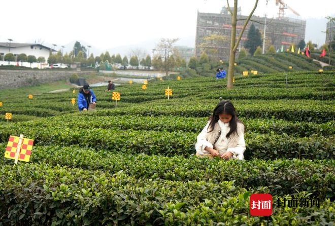 来自宜宾早茶核心产区！四川筠连红茶开园采摘(图2)