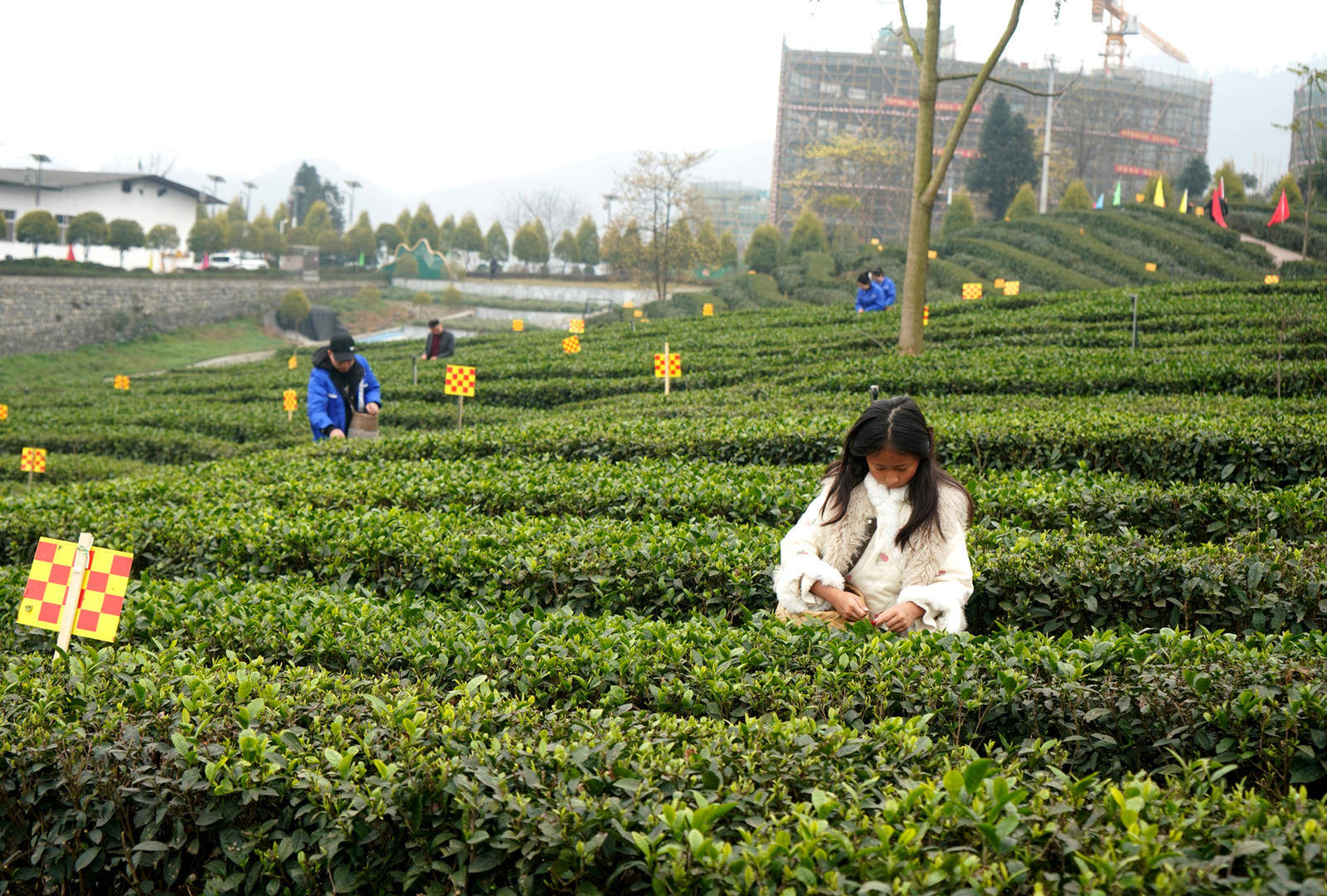 筠连红茶开采了！当地茶园面积达30万亩系四川最大红茶产地(图1)