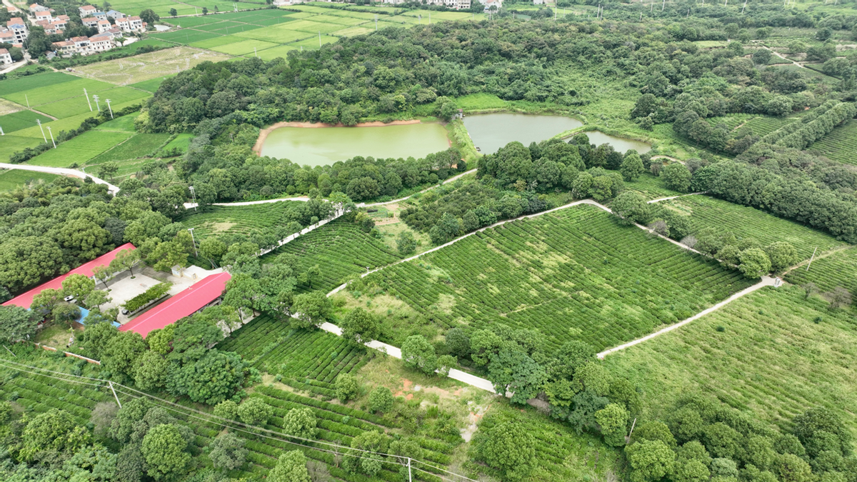 岳阳黄茶：醇厚黄茶香洞庭(图3)